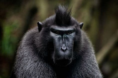 skinny black monkey|33 Types of Black Monkeys in The Wild (with Pictures) .